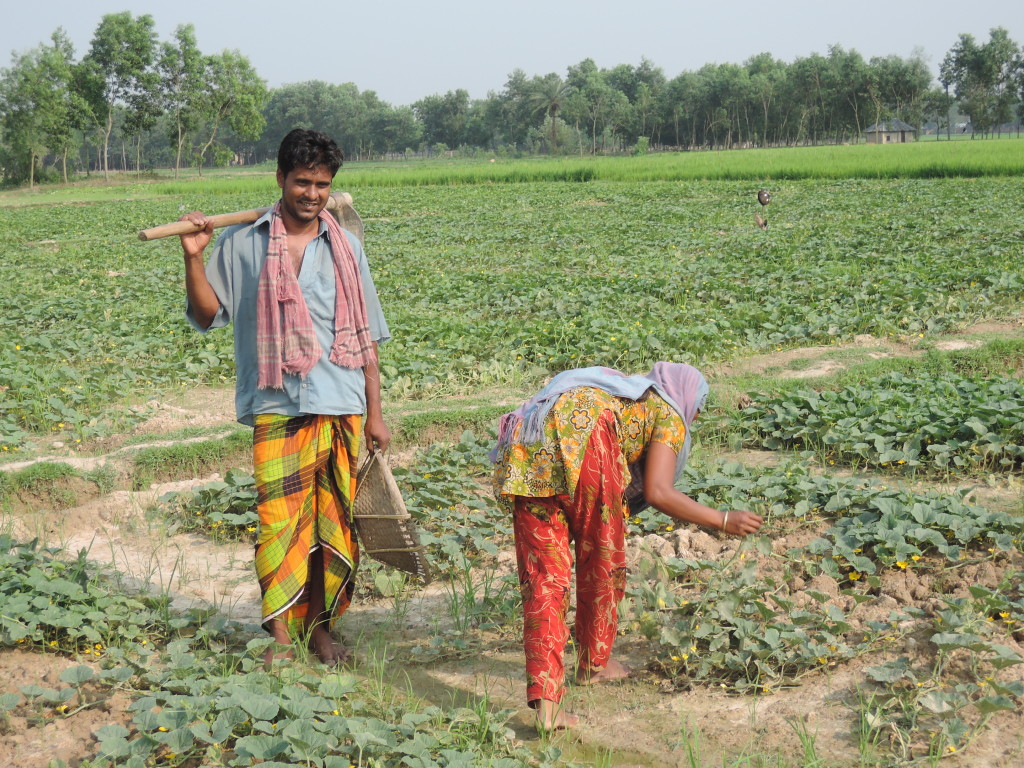 Campi di riso, Bangladesh