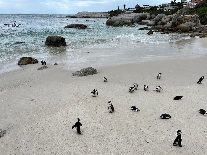 Spiaggia dei Pinguini, Sudafrica