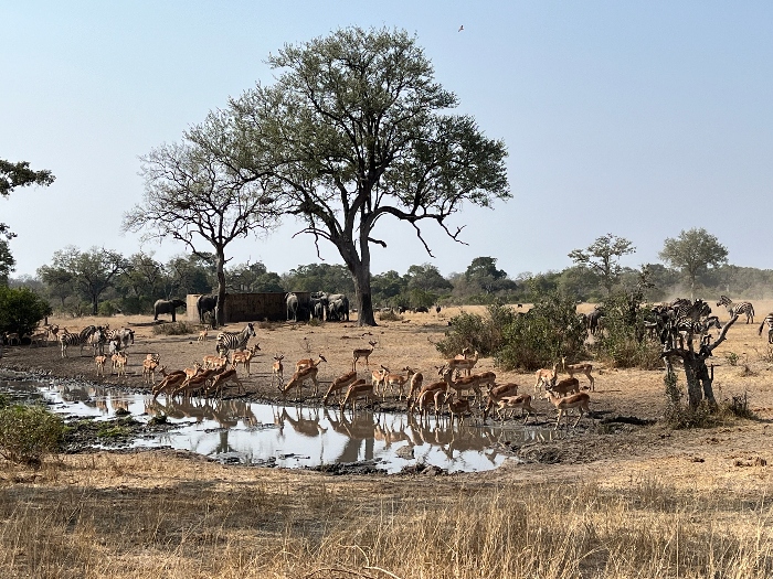 Kruger, Talamati Bushveld Camp